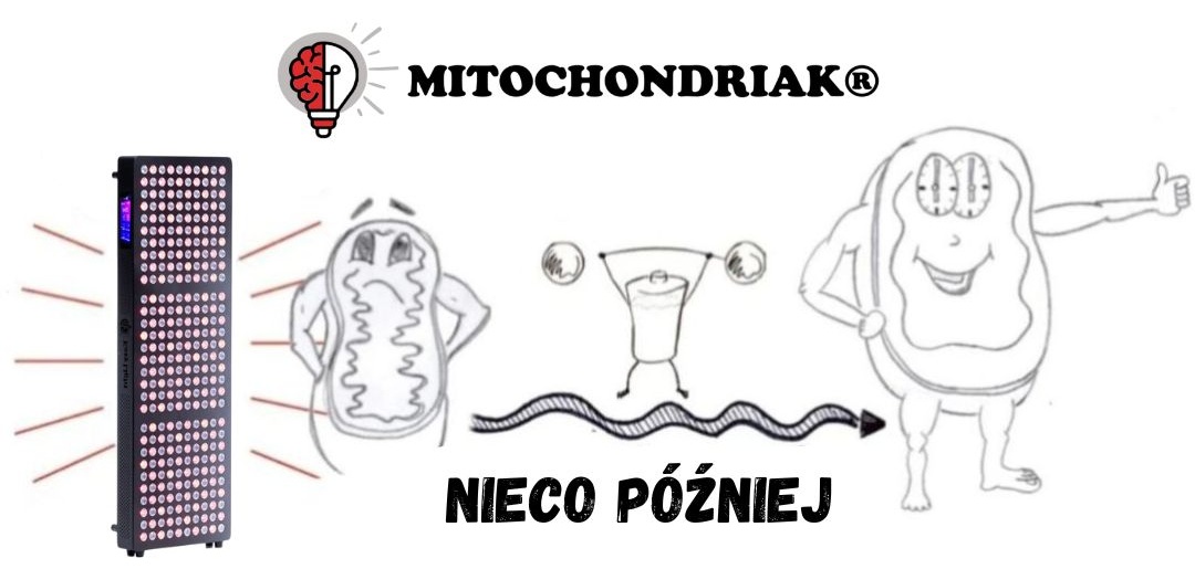 EasyLight Červené a infračervené panely - Ako to funguje Animacja new